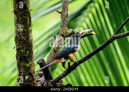Collared aracari (Pteroglossus torquatus) auf einem Zweig. Diese toucan Rassen aus dem Süden von Mexiko nach Panama und Ecuador, Kolumbien, Venezuela ein Stockfoto
