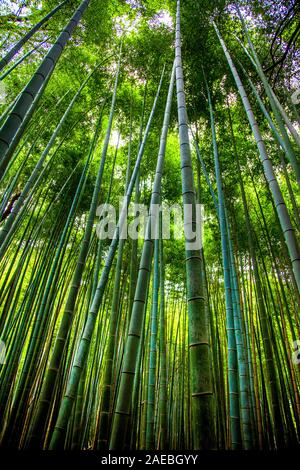 Bambuswald in Arashiyama, Kyoto, Japan Stockfoto