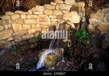 Ein Gedi süßes Wasser entspringt, in der Judäischen Wüste, Israel, Shulamit Frühling im Wadi David Naturschutzgebiet Stockfoto