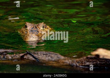 Spectacled Kaimane (Caiman crocodilus). In Wasser getaucht. Dieses Reptil bewohnt, Feuchtgebiete in Zentral- und Südamerika. Es wird ausschließlich Fleisch fressende, Stockfoto