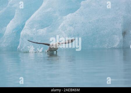 Northern Fulmer (Fulmras glacialis) im Flug in der Nähe von Blue Gletscher, Svalbard, Spitzbergen, Norwegen Stockfoto