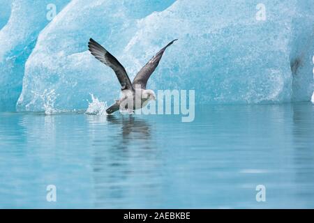 Northern Eissturmvogel (Fulmarus glacialis) im Flug in der Nähe von Blue Gletscher, Svalbard, Spitzbergen, Norwegen Stockfoto