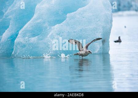 Northern Fulmer (Fulmras glacialis) im Flug in der Nähe von Blue Gletscher, Svalbard, Spitzbergen, Norwegen Stockfoto