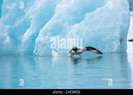 Northern Fulmer (Fulmras glacialis) im Flug in der Nähe von Blue Gletscher, Svalbard, Spitzbergen, Norwegen Stockfoto