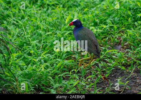 American Purple Gallinule (auch Purple Gallinule) (Porphyrio martinica) Anzeige von bunten Flügeln. In Costa Rica fotografiert. Stockfoto