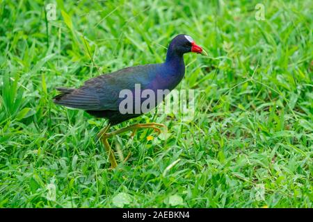 American Purple Gallinule (auch Purple Gallinule) (Porphyrio martinica) Anzeige von bunten Flügeln. In Costa Rica fotografiert. Stockfoto