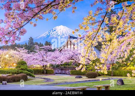 Fujinomiya, Shizuoka, Japan mit Mt. Fuji und Tempel bauten, die Kirschblüten in der Dämmerung im Frühjahr Saison eingerahmt. Stockfoto