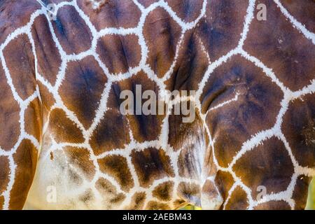 Muster auf das Ausblenden einer Giraffe in der Audubon Zoo in New Orleans, Louisiana Stockfoto