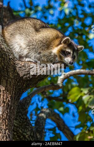 Waschbär thront in einem Baum an der Audubon Zoo in New Orleans, Louisiana Stockfoto