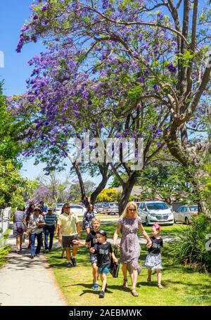 Jacaranda Baum in voller Blüte an Ardross St Applecross Perth Western Australia. Stockfoto