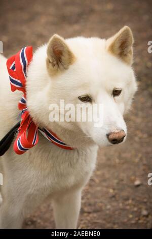 Oslo, Norwegen - 17. Mai 2010: Nationalfeiertag in Norwegen. Norwegische Hund an der traditionellen Feier und die Parade auf der Karl Johans Gate Street. Stockfoto