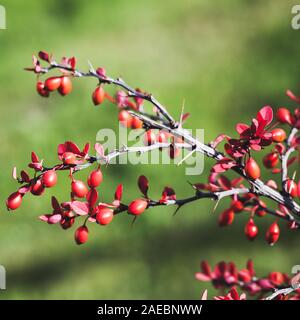Rote Blätter und Früchte von Berberis, allgemein bekannt als die Berberitze. Es ist eine große Gattung von Laubbäumen und immergrüne Sträucher. Close-up Platz Foto mit Sel Stockfoto