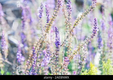 Lavendel Blumen auf einer Sommerwiese im hellen Sonnenlicht, Nahaufnahme mit selektiver Weichzeichner Stockfoto