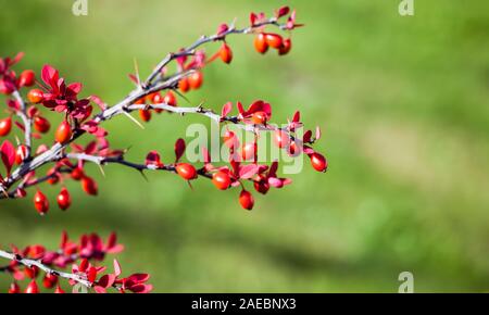 Rote Früchte von Berberis, allgemein bekannt als die Berberitze. Es ist eine große Gattung von Laubbäumen und immergrüne Sträucher. Nahaufnahme mit selektiven Fokus Stockfoto