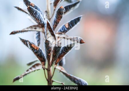 Trockenen Samen von Lupinen Blumen. Close-up natürliche Foto mit selektiver Weichzeichner Stockfoto