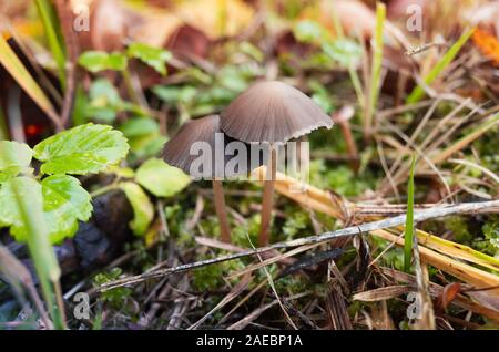 Magische Pilze wachsen in einem Gras, Nahaufnahme Foto mit selektiven Fokus Stockfoto