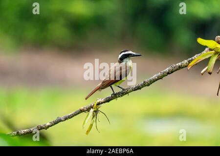 Große kiskadee auf einem Zweig. Die große kiskadee (Pitangus sulfuratus) ist eine grosse Tyrann Fliegenfänger, die aus dem unteren Rio Grande Valley in s gefunden wird Stockfoto