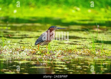 Green Heron (Butorides Virescens) Futter für Fische. Dieser Vogel ist in den Feuchtgebieten vom südlichen Kanada bis nördlichen Südamerika gefunden. Wie alle Reiher, ich Stockfoto