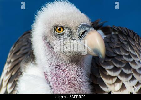 Ein Weiß-backed Vulture in die Kamera starrt. Stockfoto