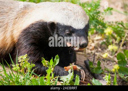 Nahaufnahme eines Honigdachses (Mellivora capensis) Ernährung der Honigdachs, auch bekannt als die Ratel, ist ein Mitglied der Familie Mustelidae. Fotografiert. Stockfoto