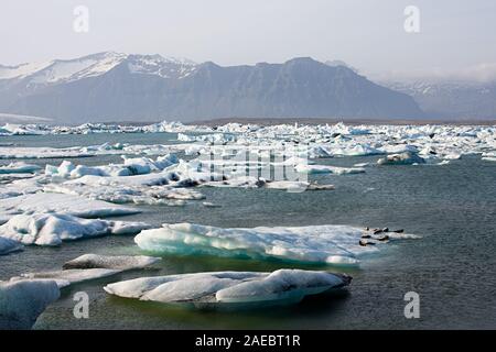 Einige Dichtungen auf einem Eisberg in Joekulsarlon, Island. Stockfoto