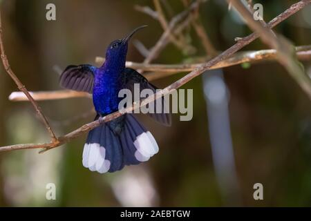 Violett sabrewing Kolibri (Campylopterus hemileucurus). Kolibris ernähren sich von Nektar und Insekten. Sie schweben in der Nähe von Blumen von flattern ihre Flügel ma Stockfoto