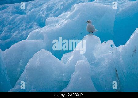 Elfenbein Möwe (Pagophila Eburnea) steht auf Eis, Spitzbergen, Svalbard, Norwegen. Juli. Eine mittelgroße Möwe, besonders bekannt für seine markante Pure White Stockfoto