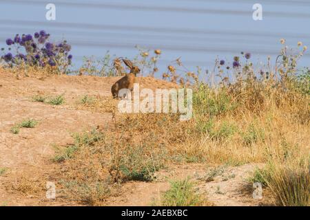 Kap Hase (Lepus Capensis) Auch Wüste Hase. Kap Hasen sind in ganz Afrika gefunden haben und zu viele Teile von Europa, dem Mittleren Osten und Asien. Stockfoto