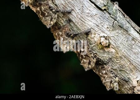 Proboscis Fledermäuse oder Spitzzange Fledermäuse (Rhynchonycteris naso) ruht auf einem Baumstamm. In Costa Rica fotografiert. Stockfoto