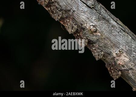 Proboscis Fledermäuse oder Spitzzange Fledermäuse (Rhynchonycteris naso) ruht auf einem Baumstamm. In Costa Rica fotografiert. Stockfoto