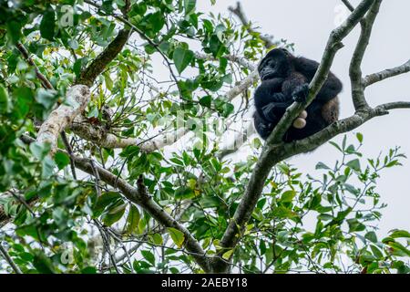 Männliche Golden-mantled Brüllaffen (Alouatta palliata palliata) auf einem Baum fotografiert in Costa Rica Stockfoto