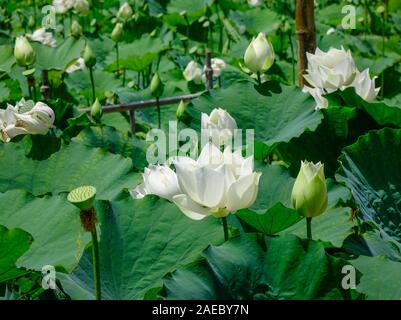 Pure White Lotus Blume auf dem Teich im sonnigen Tag. Stockfoto