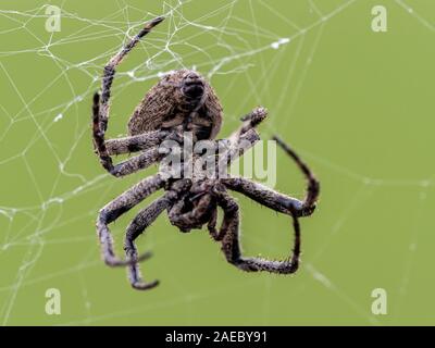 Eine Araneus ventricosus Orb weaver Spider beruht auf seiner Web auf einem Riverside Zaun in westlichen Yokohama, Japan Stockfoto