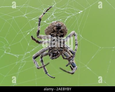 Eine Araneus ventricosus Orb weaver Spider beruht auf seiner Web auf einem Riverside Zaun in westlichen Yokohama, Japan Stockfoto