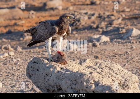 Martial Eagle (Polemaetus bellicosus) Ernährung auf einem Behelmten guineafowl (Numida meleagris). Martial Adler sind die größten Adler in Afrika. Sie steigen Stockfoto