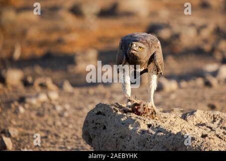 Martial Eagle (Polemaetus bellicosus) Ernährung auf einem Behelmten guineafowl (Numida meleagris). Martial Adler sind die größten Adler in Afrika. Sie steigen Stockfoto