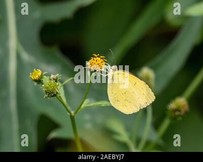 Eine gemeinsame Gras gelben Schmetterling, Gattung eurema, Getränke Nektar aus eine kleine gelbe Blume. Stockfoto