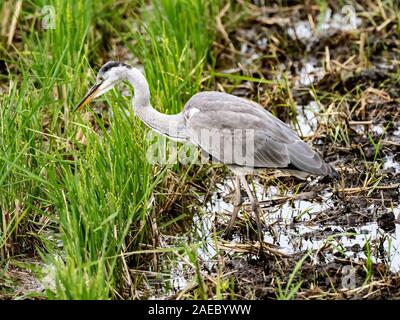 Eine japanische Graureiher Ardea cinerea jouyi, watet durch den Schlamm einer reifen Reisfeld in der Nähe von Yokohama, Japan Stockfoto