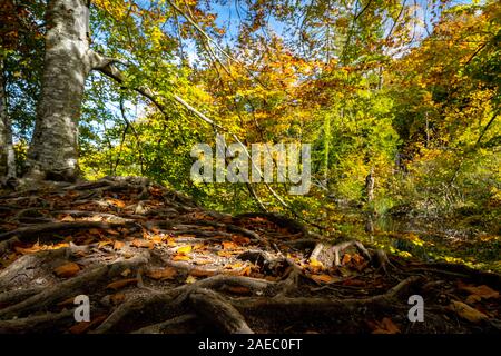 Herbstfarben im Nationalpark Plitvicer Seen, Kroatien Stockfoto