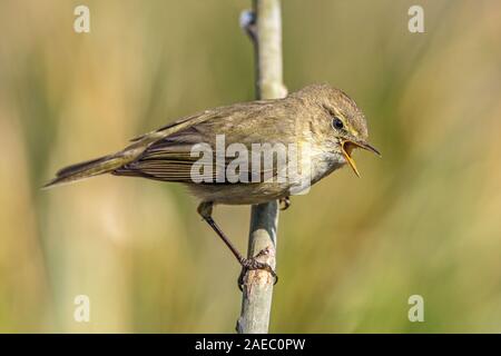 Fitis (Phylloscopus trochilus) Fitis • Bayern, Deutschland Stockfoto