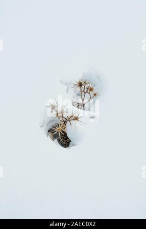 Foto bei Vall de Nuria, Spanien. Herbst im spanisch Pirineos. Stockfoto