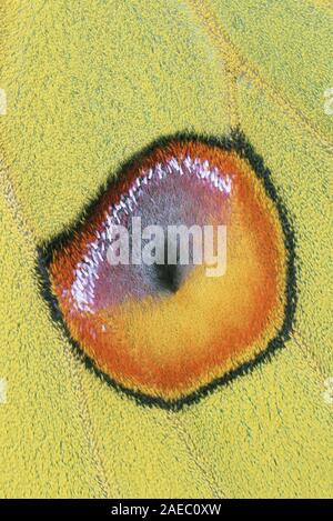 Madagassischen Moon Moth (Argema mittrei) Makro Foto, das Detail der forewing Halmbruch. Stockfoto