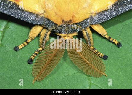 Madagassischen Moon Moth (Argema mittrei) Makro Foto des unglaublich gefiederten Antenne der männlichen. Stockfoto