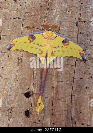 Madagassischen Moon Moth (Argema mittrei) ruht auf Verfallenen Holz. Stockfoto