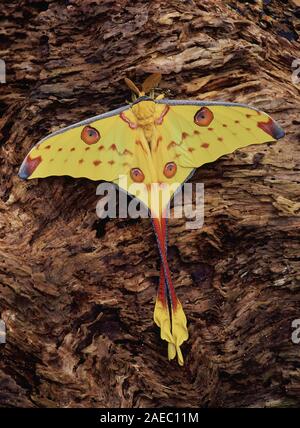 Madagassischen Moon Moth (Argema mittrei) ruht auf Verfallenen Holz. Stockfoto