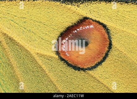 Madagassischen Moon Moth (Argema mittrei) Makro Foto, das Detail der forewing Halmbruch. Stockfoto