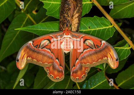 Atlas Moth (Attaacus Atlas) neu entstandenen weiblichen hängend auf Cocoon auf Tree-Of-Himmel (Ailanthus altissima). Stockfoto