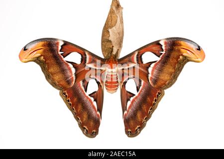 Atlas Moth (Attaacus Atlas) neu entstandenen weiblichen hängend auf Cocoon auf Tree-Of-Himmel (Ailanthus altissima). Weißen Hintergrund für Aussparungen. Stockfoto