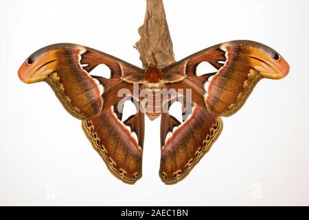 Atlas Moth (Attaacus Atlas) neu entstandenen weiblichen hängend auf Cocoon auf Tree-Of-Himmel (Ailanthus altissima). Weißen Hintergrund für Aussparungen. Stockfoto