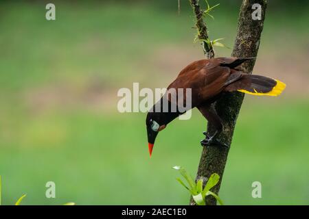 Montezuma oropendola. Männliche Montezuma oropendola (Psarocolius montezuma) in einen Baum. Die Montezuma oropendola ist ein Bewohner Züchter in der Karibik coa Stockfoto